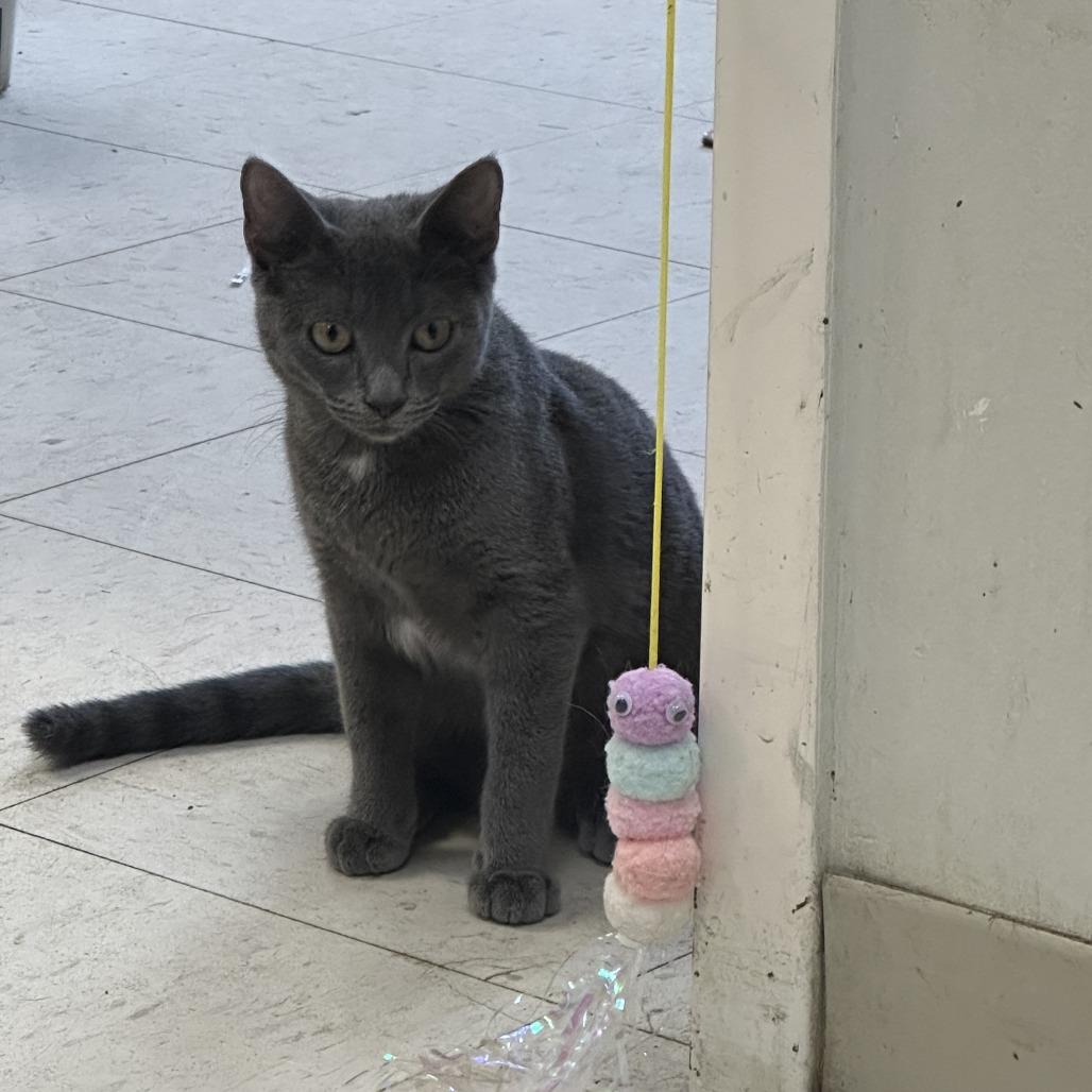 Pepa, a Adoptable Domestic Short Hair in Bentonville, AR image 5/5