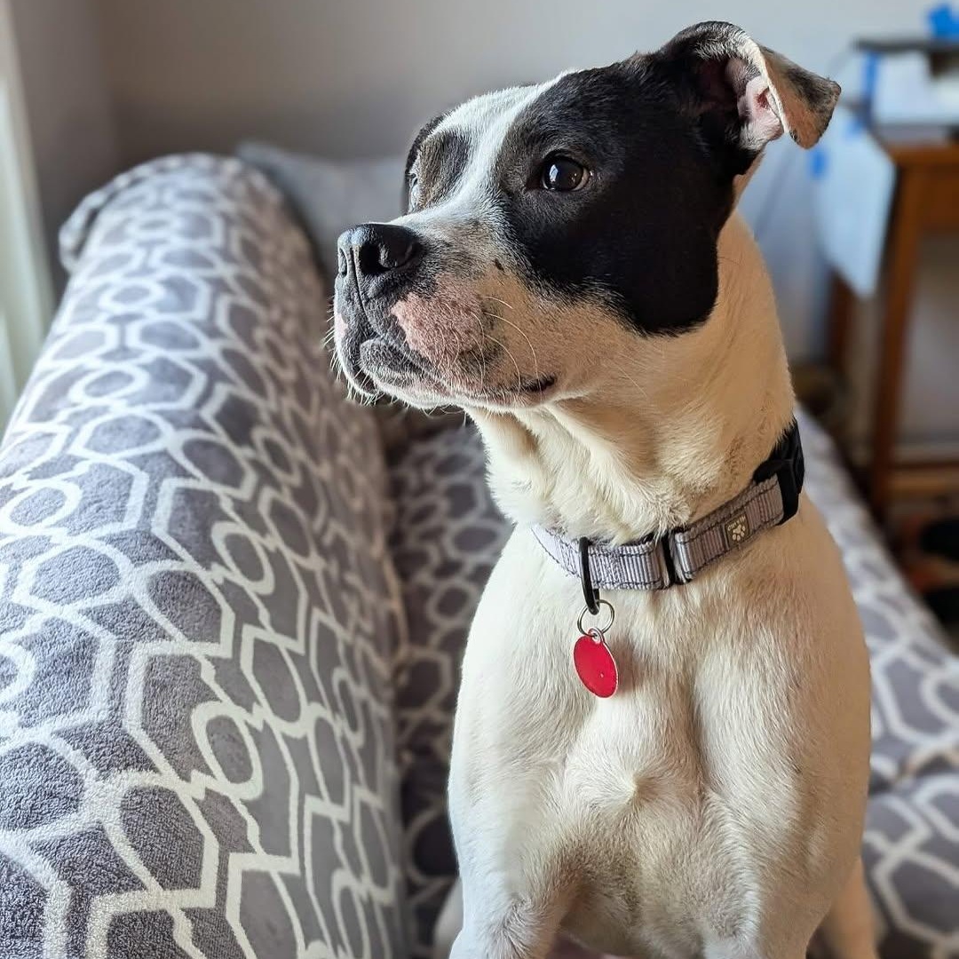 Loverboy, Adoptable, Puppy Male Pit Bull Terrier.