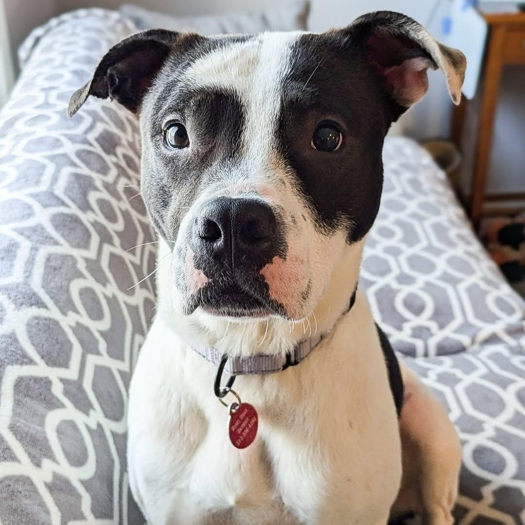 Enlarge Loverboy, a Adoptable mixed breed in Detroit, MI image 6/6