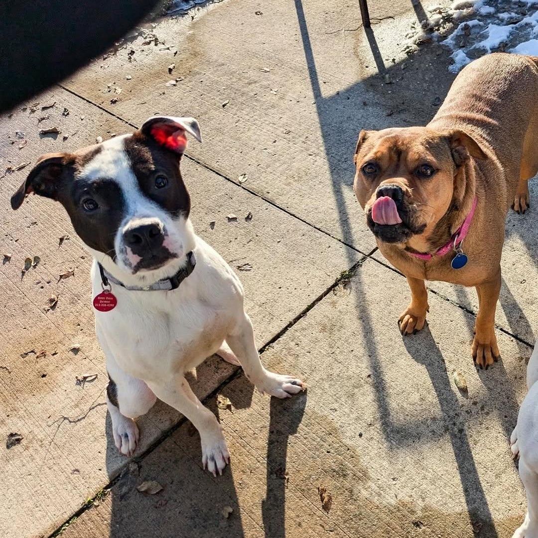 Enlarge Loverboy, a Adoptable mixed breed in Detroit, MI image 3/6