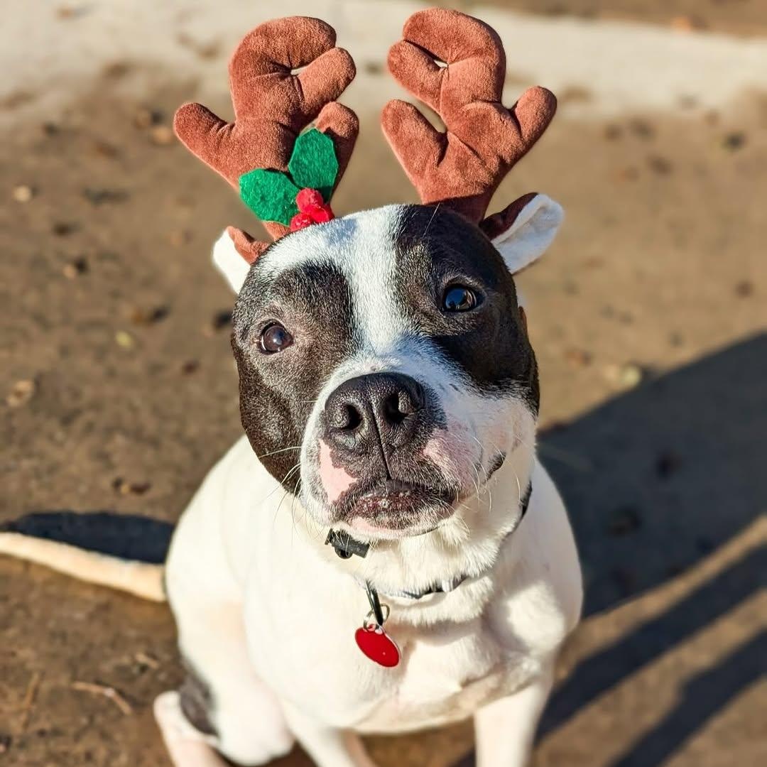 Enlarge Loverboy, a Adoptable mixed breed in Detroit, MI image 4/6