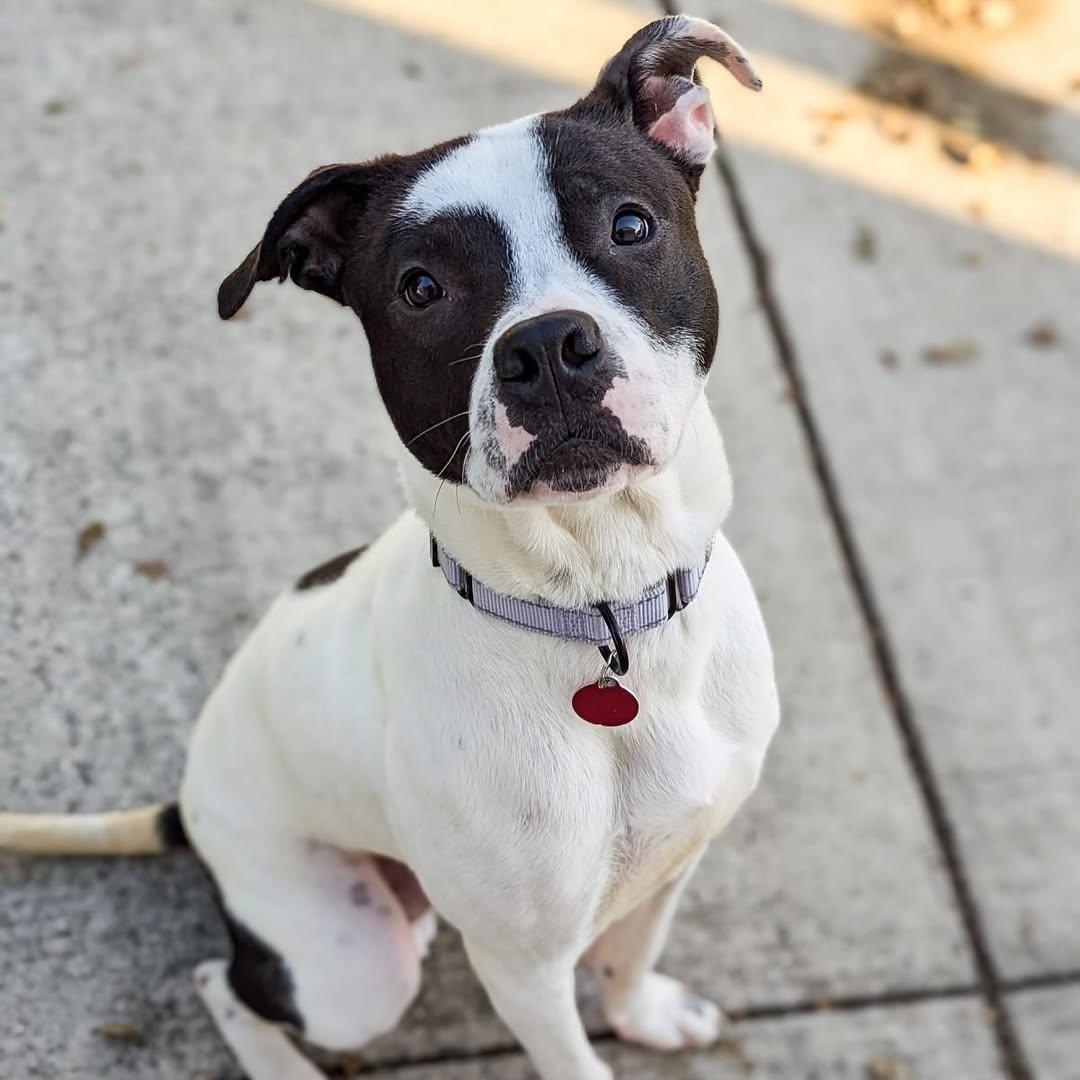 Loverboy, Adoptable, Puppy Male Pit Bull Terrier.