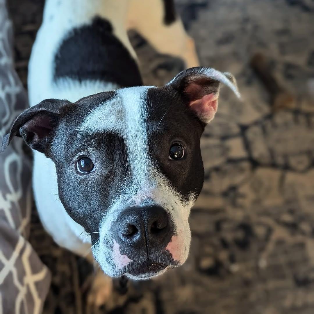 Enlarge Loverboy, a Adoptable mixed breed in Detroit, MI image 5/6