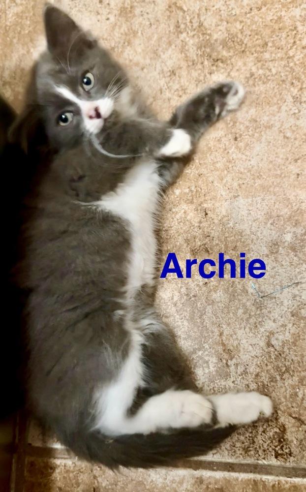 Archie, Adoptable, Kitten Male Domestic Medium Hair.
