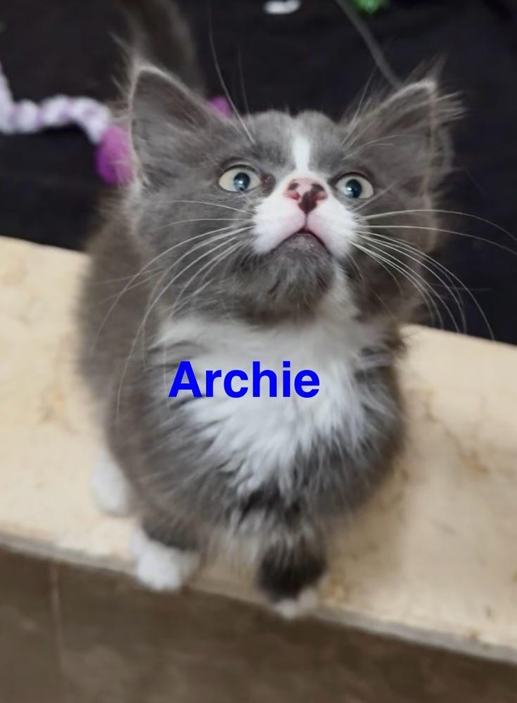 Enlarge Archie, a Adoptable Domestic Medium Hair in Fern Park, FL image 2/2
