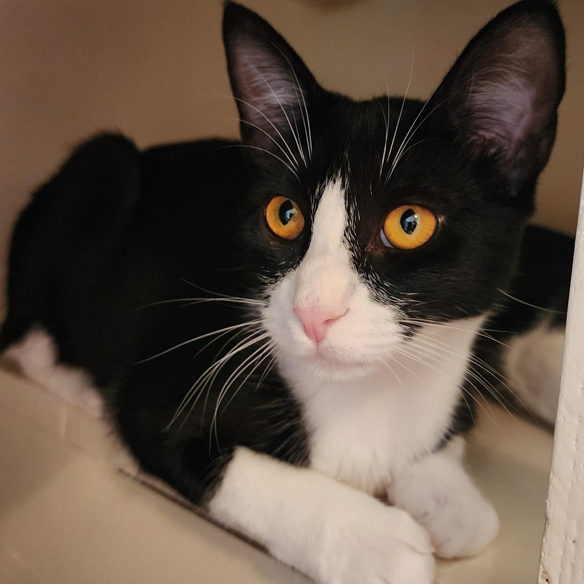 Enlarge Jinx - Bonded to her sister Chloe and they must be adopted together., a Adoptable mixed breed in Appleton, WI image 4/4