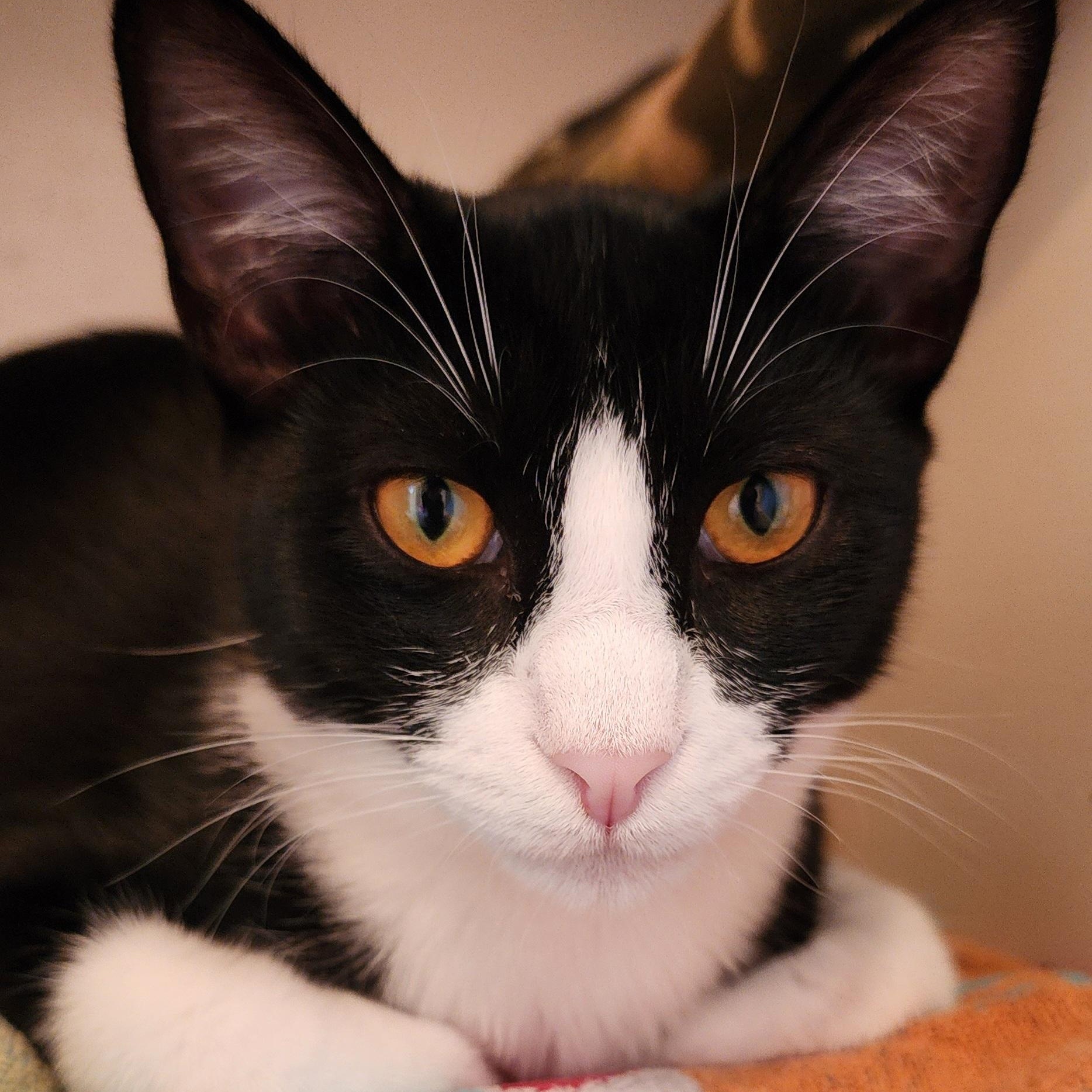 Jinx - Bonded to her sister Chloe and they must be adopted together., Adoptable, Adult Female Tuxedo.