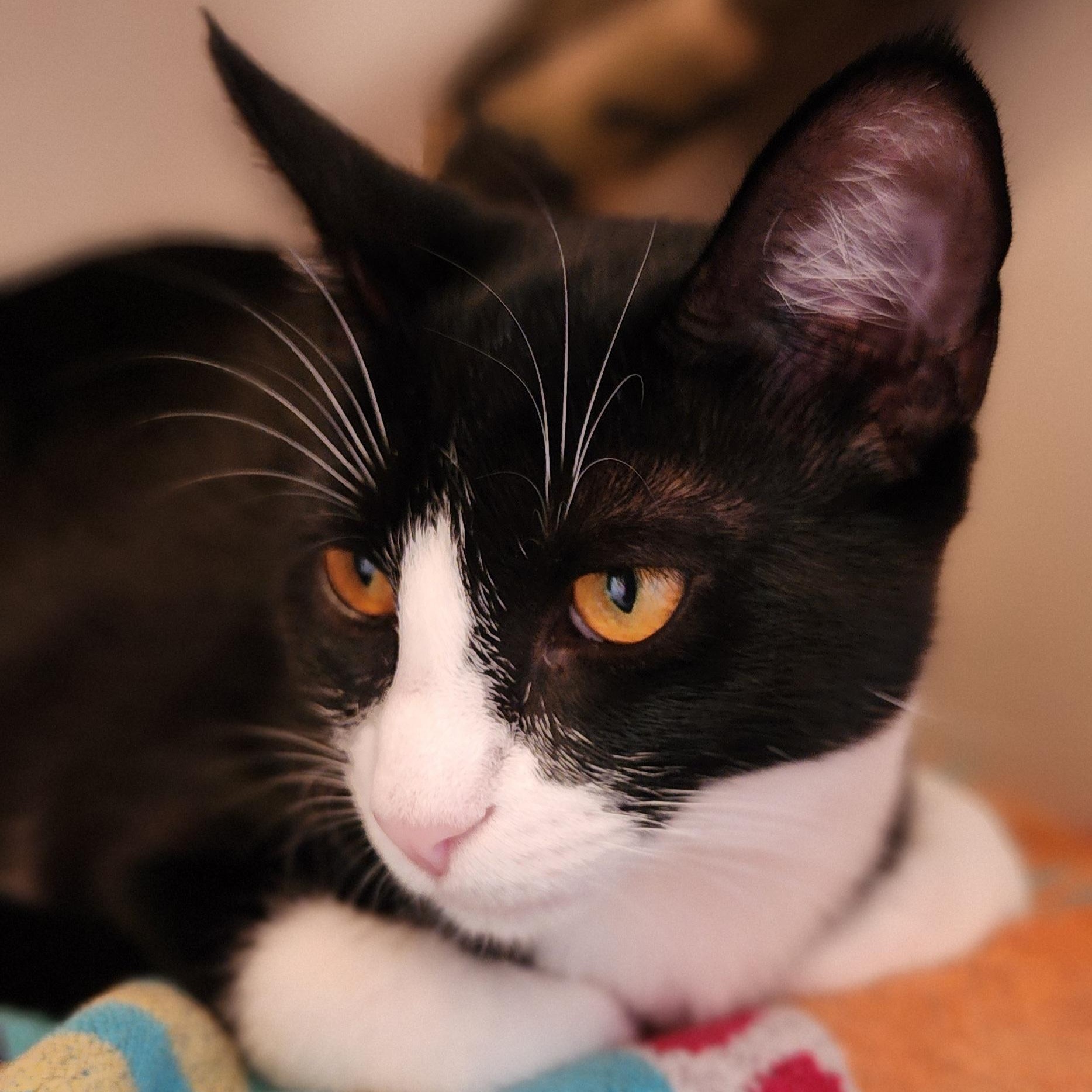 Enlarge Jinx - Bonded to her sister Chloe and they must be adopted together., a Adoptable mixed breed in Appleton, WI image 3/4