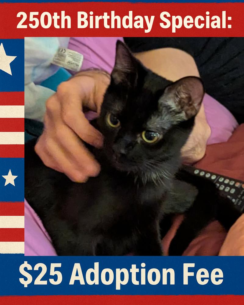 Enlarge Ghost Pepper, a Adoptable mixed breed in Poplar Grove, IL image 1/2