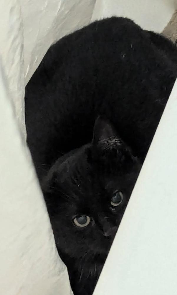 Enlarge Ghost Pepper, a Adoptable mixed breed in Poplar Grove, IL image 1/2