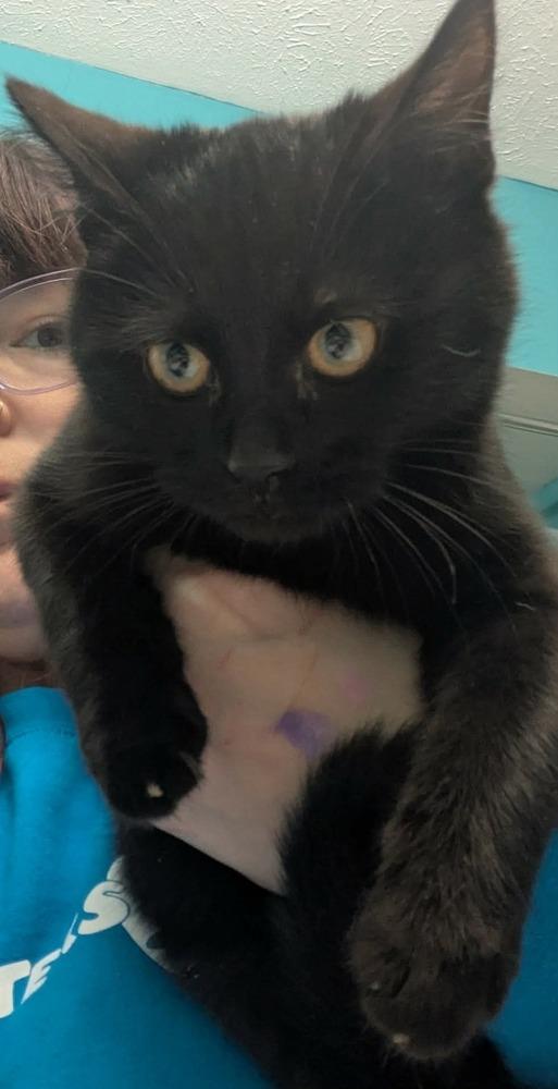 Enlarge Ghost Pepper, a Adoptable mixed breed in Poplar Grove, IL image 2/2