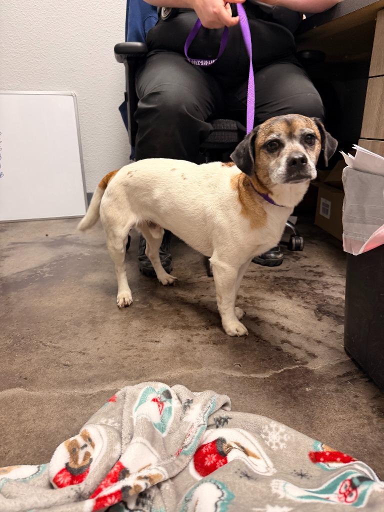 Leo, Adoptable, Adult Male Beagle & Pug.