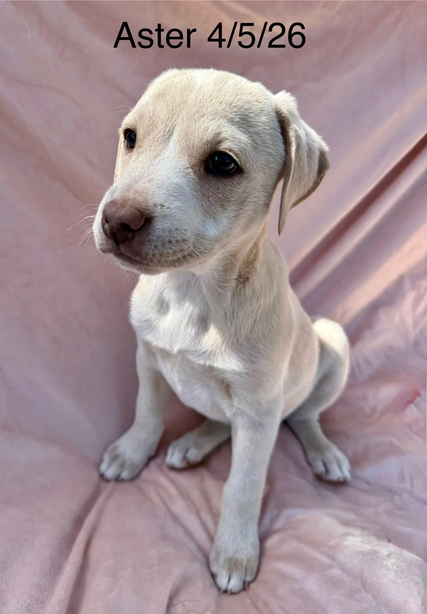 Enlarge Aster, a Adoptable mixed breed in Thornton, CO image 1/1