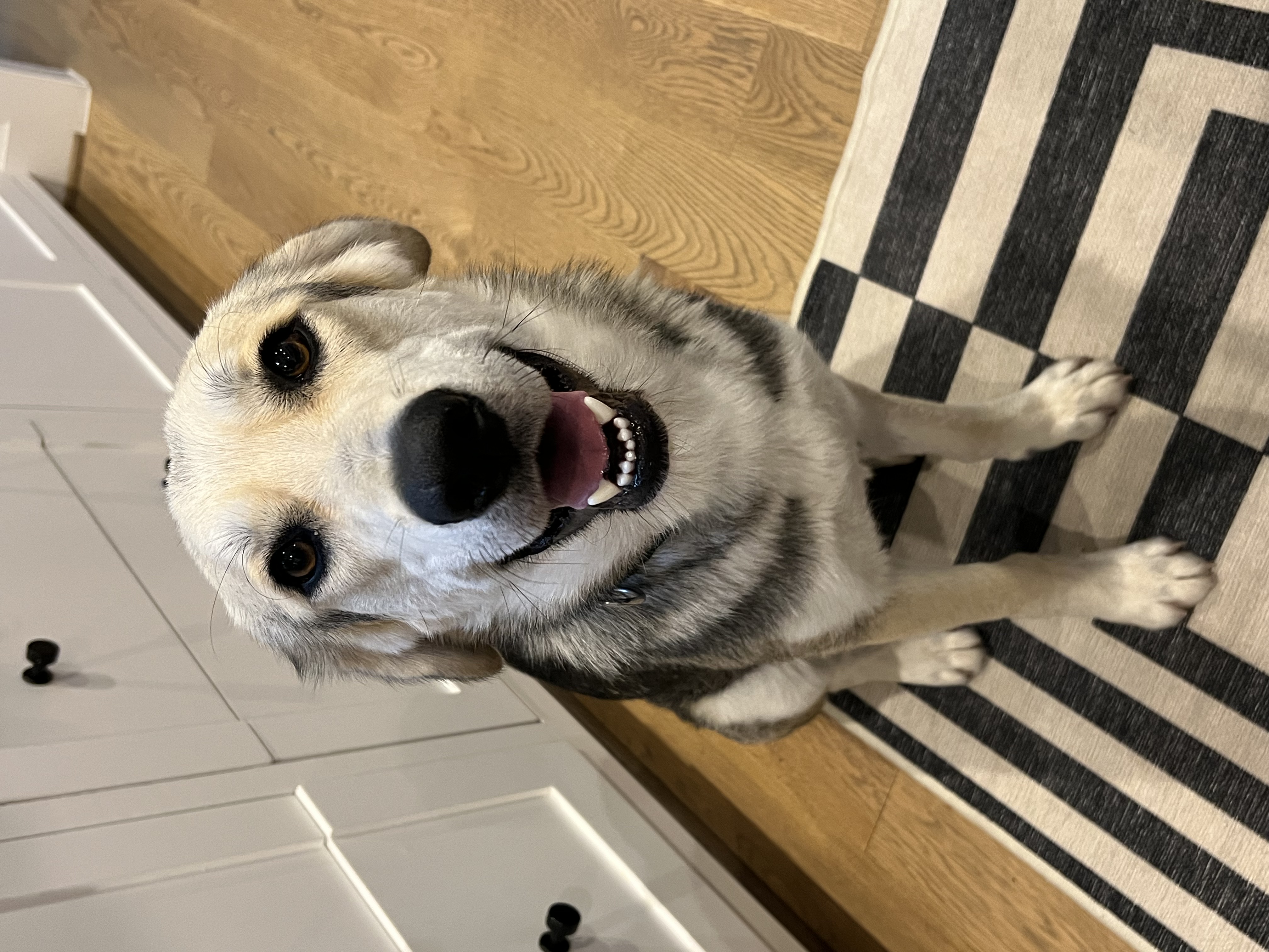 Christopher, a Adopted mixed breed in Houston, TX image 1/6