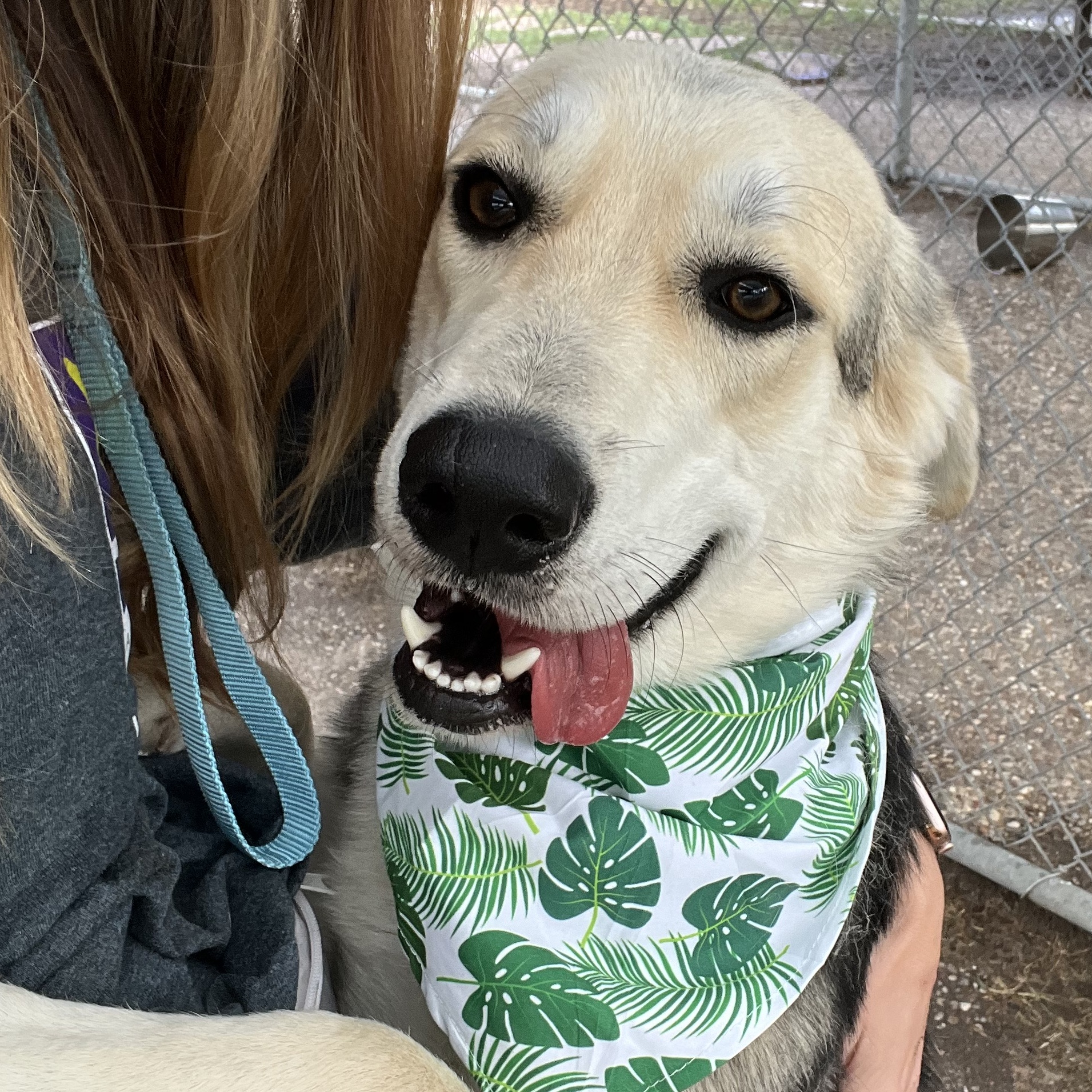 Christopher, a Adopted mixed breed in Houston, TX image 3/6