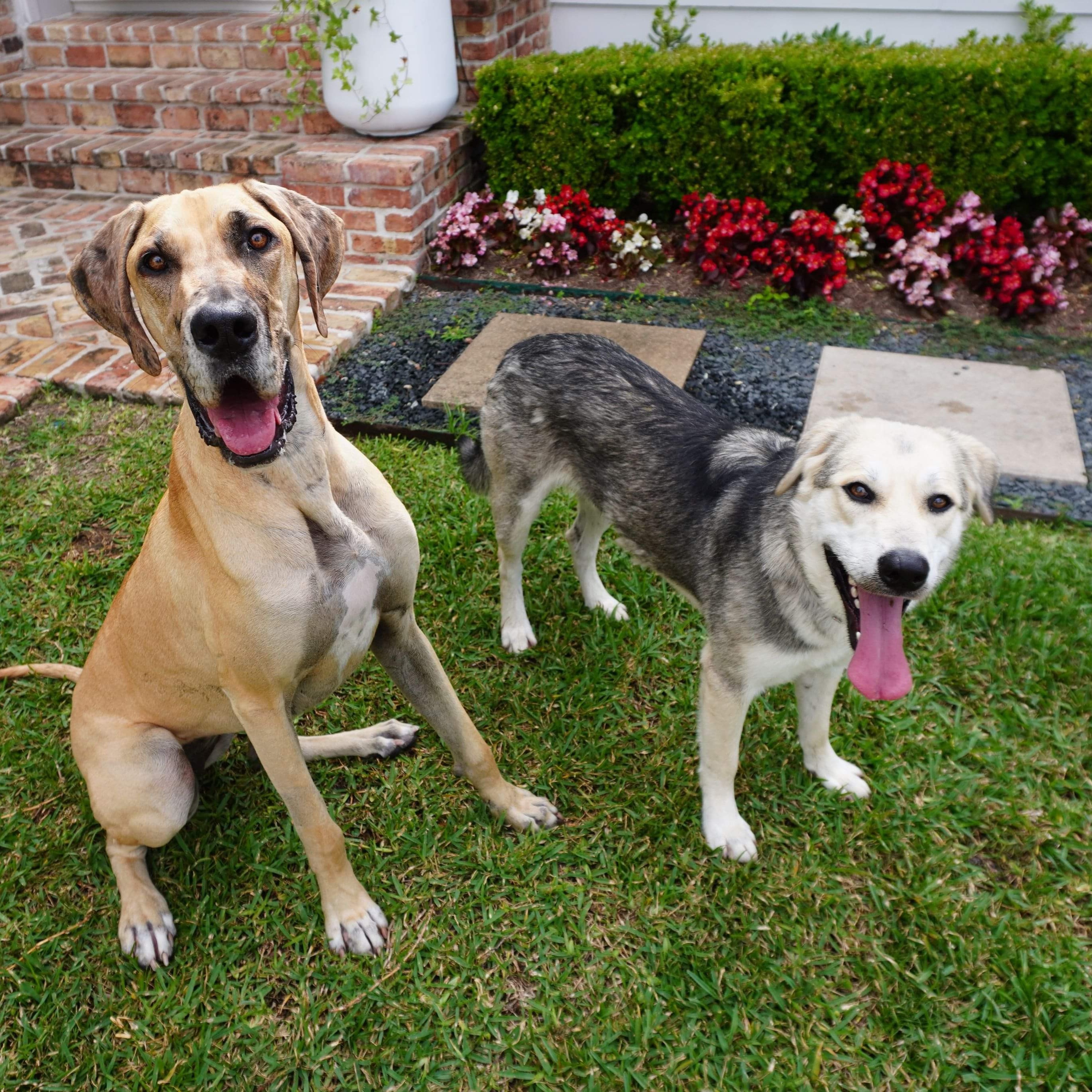 Christopher, a Adopted mixed breed in Houston, TX image 4/6