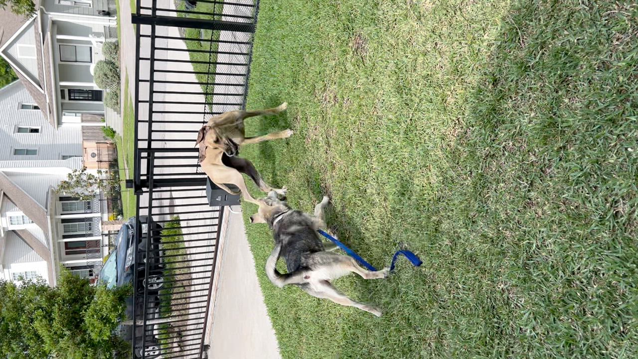 Enlarge Christopher, a Adopted mixed breed in Houston, TX video 5/6