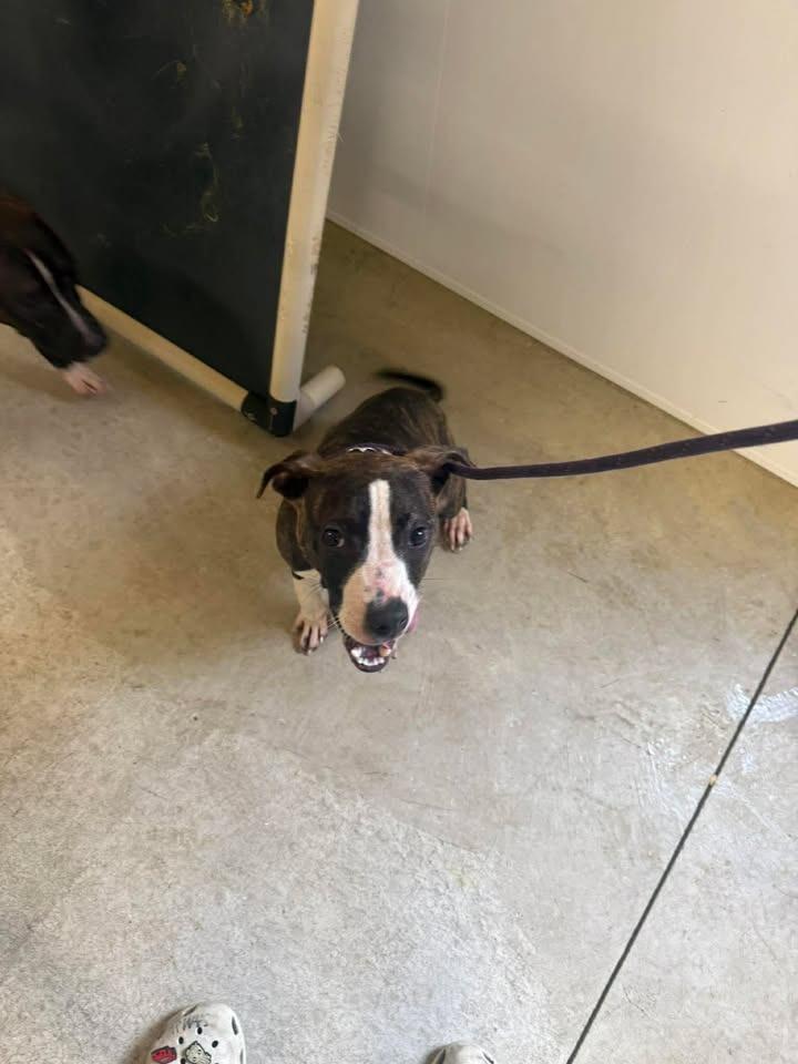 Ben, Adoptable, Puppy Male Pit Bull Terrier.