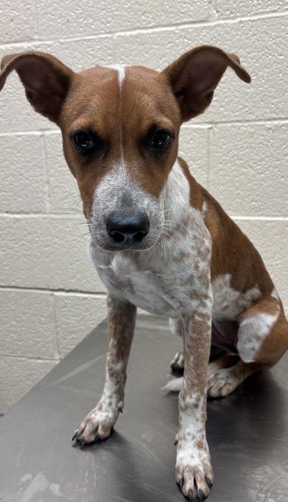 Sydney, Adoptable, Adult Female Australian Cattle Dog / Blue Heeler.