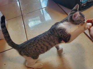 Marvin, a Adoptable Domestic Short Hair in Oviedo, FL image 1/3