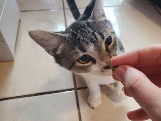 Marvin, a Adoptable Domestic Short Hair in Oviedo, FL image 3/3