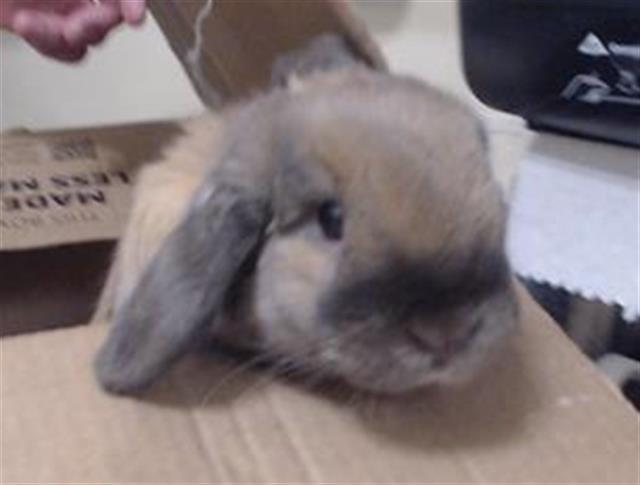 GILBER, Adoptable, Young Male Bunny Rabbit.