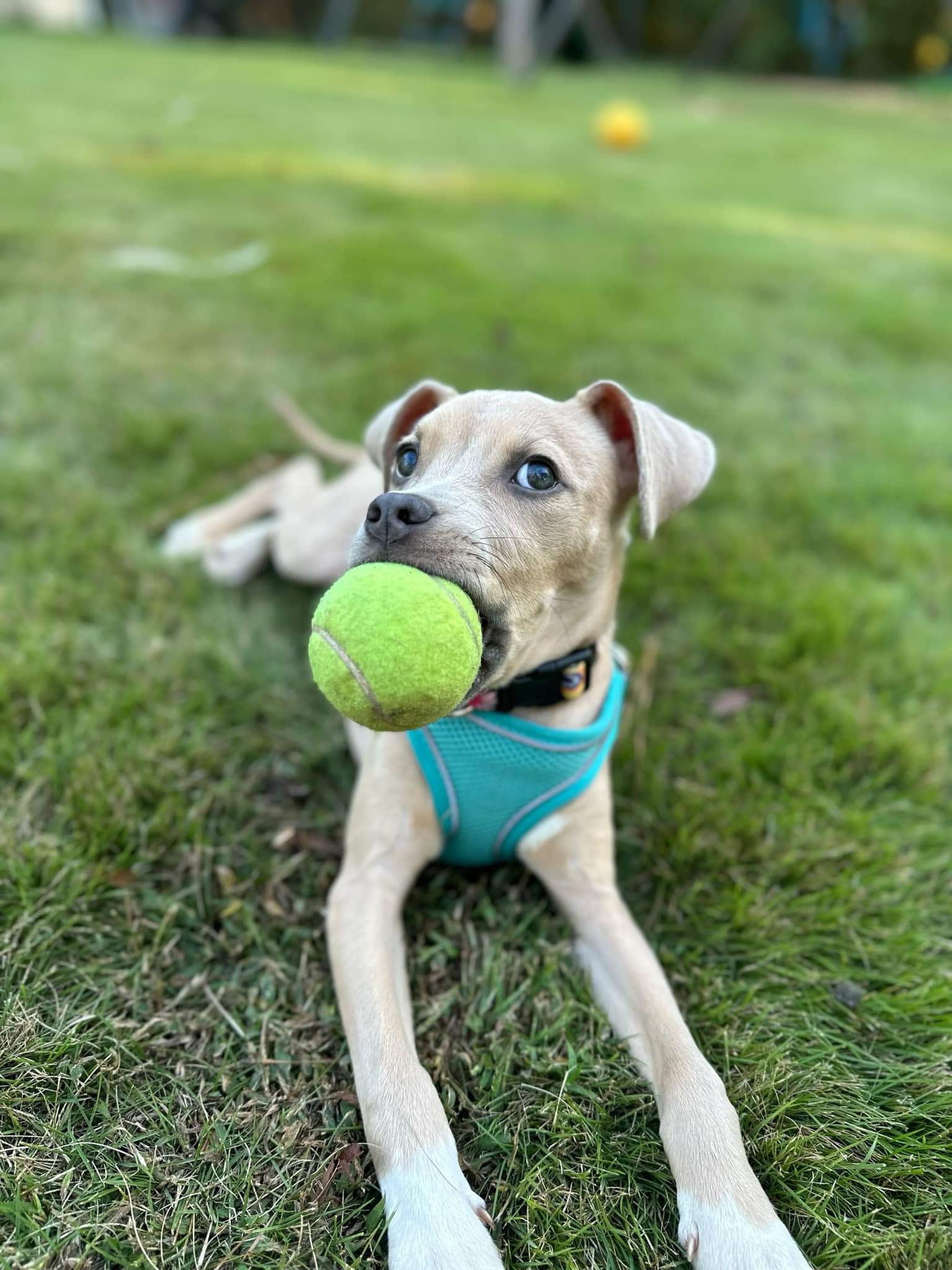 Dog for adoption Penny, a Mixed Breed in St. Albans, VT Petfinder