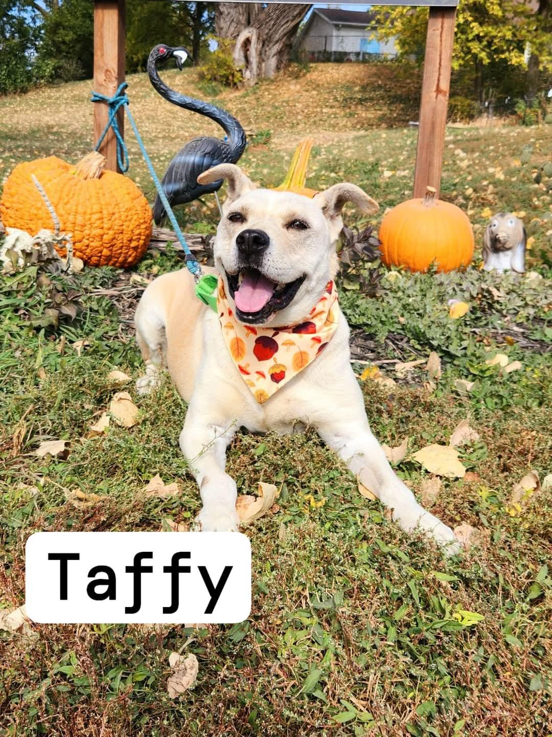 Enlarge Taffy, a Adoptable mixed breed in Walthill, NE image 3/4