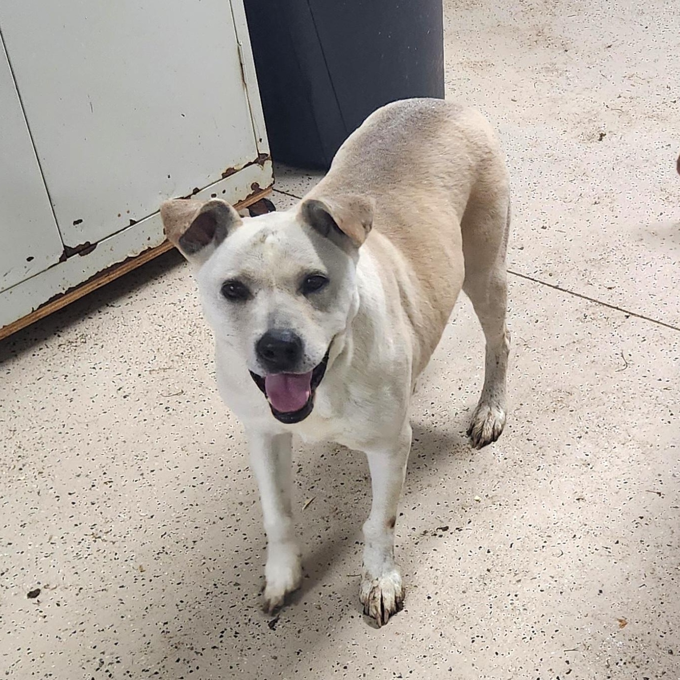 Taffy, Senior Female unknown