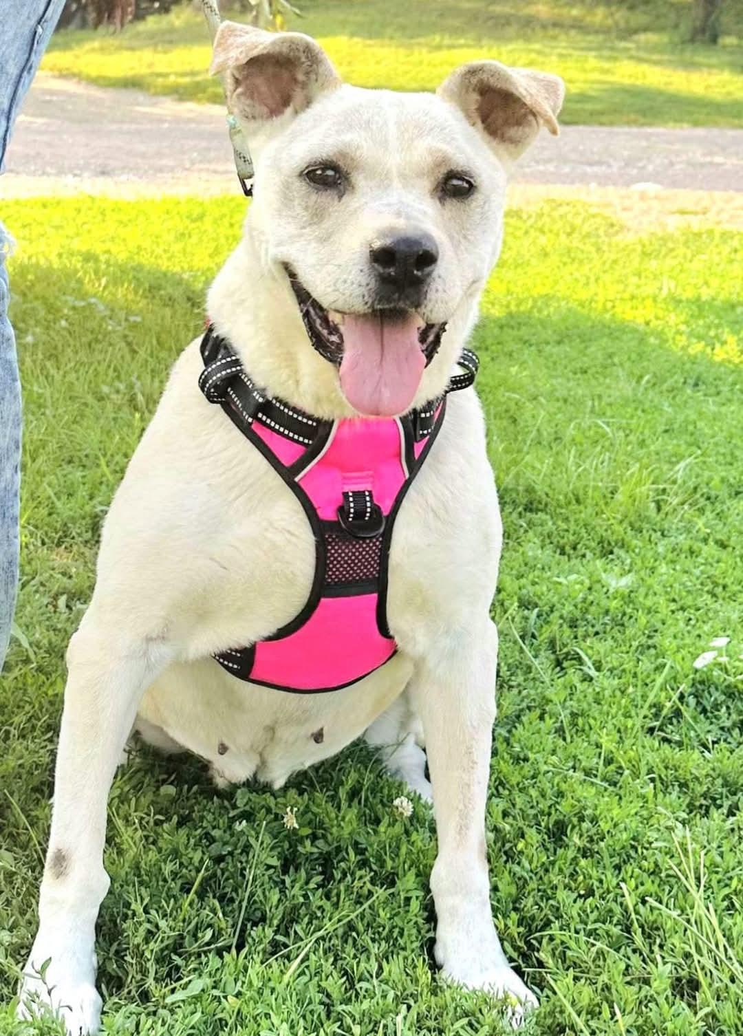 Enlarge Taffy, a Adoptable mixed breed in Walthill, NE image 4/4