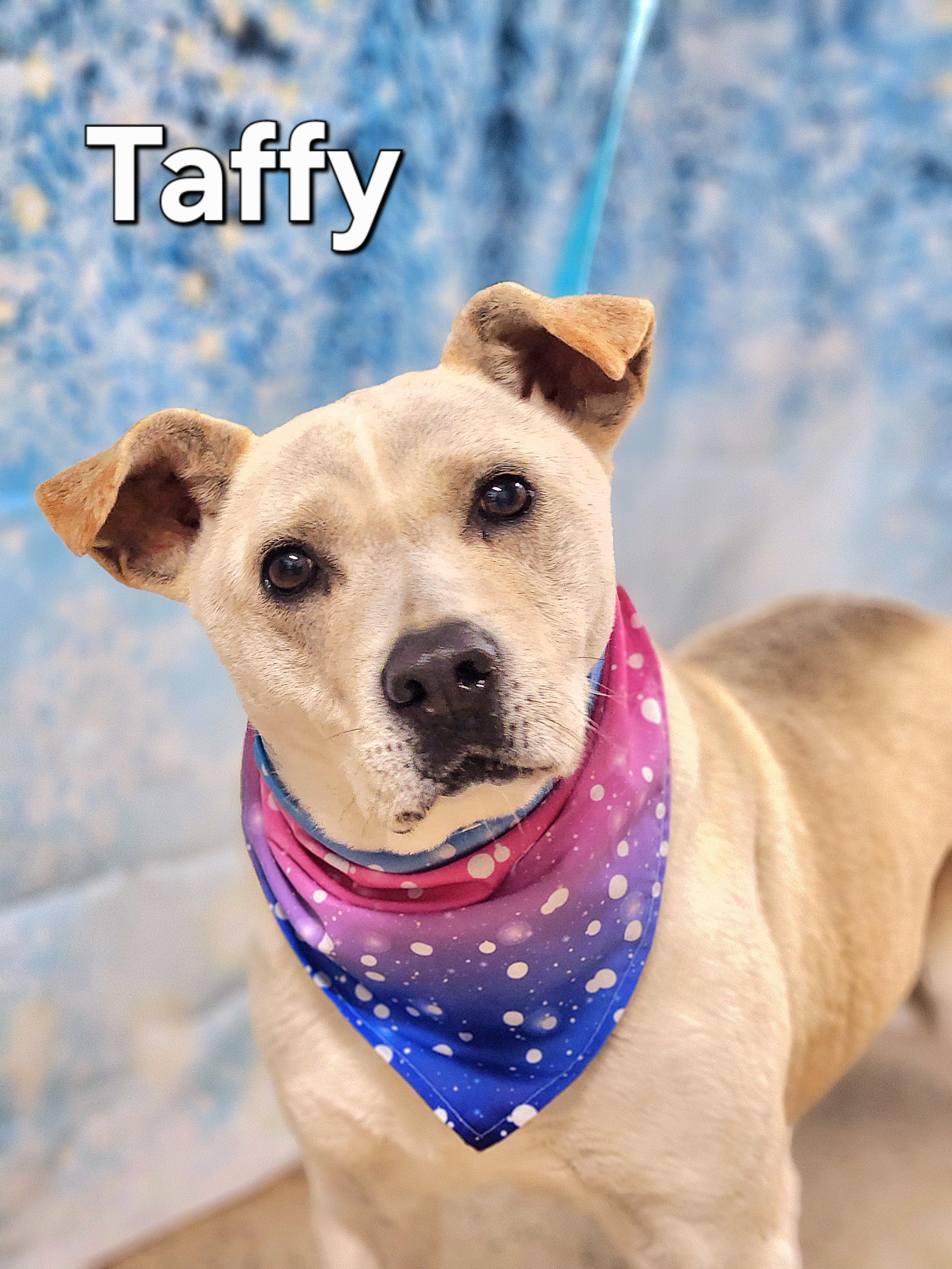 Enlarge Taffy, a Adoptable mixed breed in Walthill, NE image 2/4