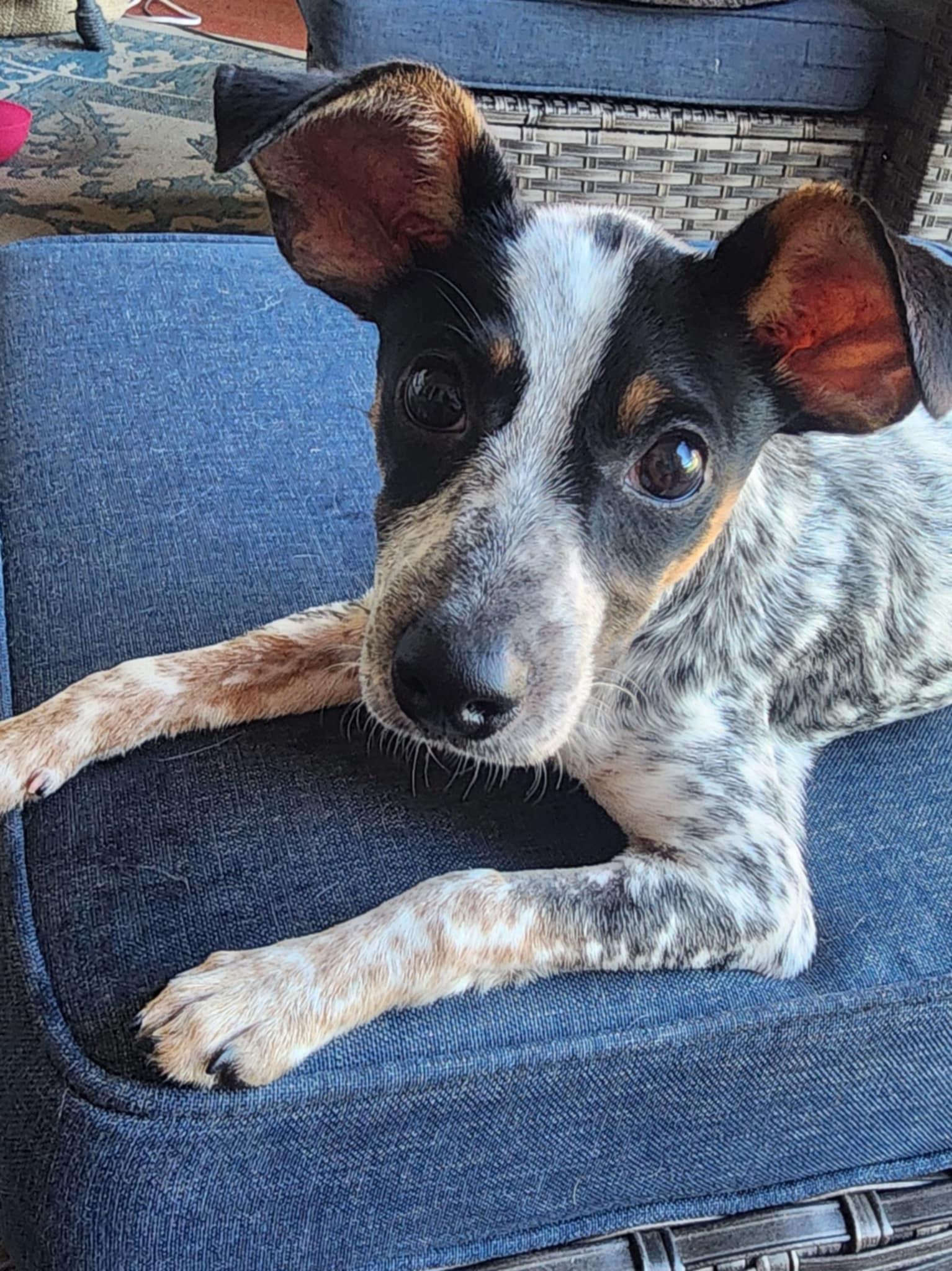 Scamp