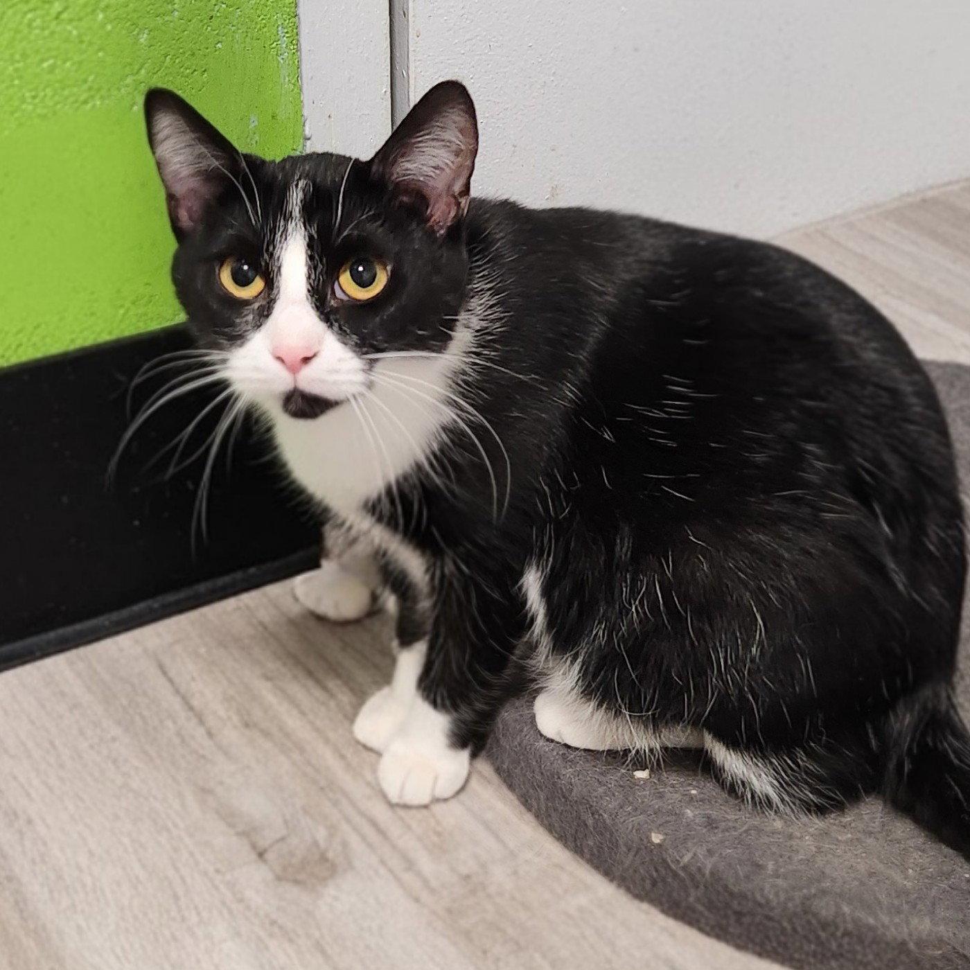 Chip, Adopted, Adult Female Domestic Short Hair.