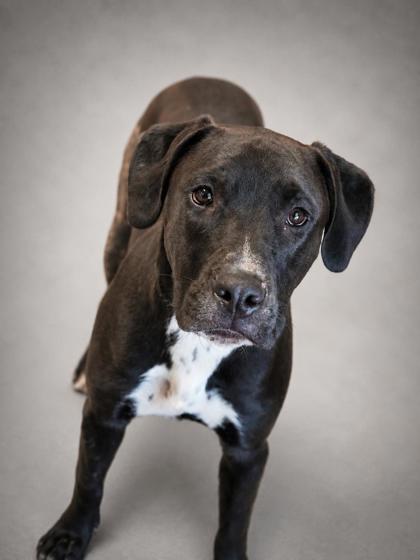 Black Knight, Adoptable, Puppy Male Boxer & Mixed Breed.