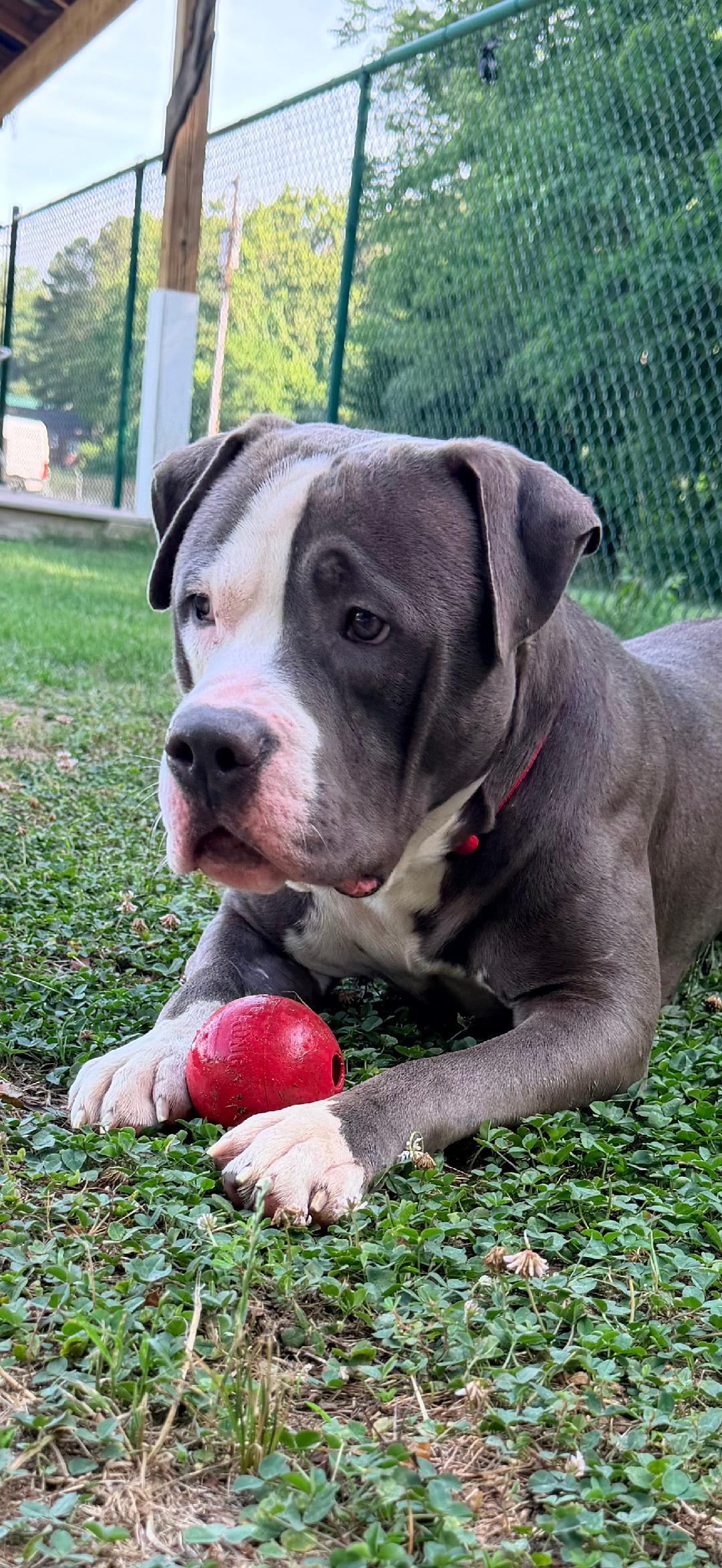 Enlarge Pluto, a Adopted American Staffordshire Terrier in Saluda, VA image 2/2
