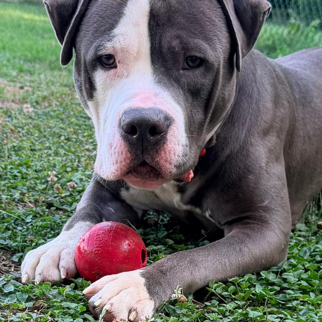 Enlarge Pluto, a Adopted American Staffordshire Terrier in Saluda, VA image 1/2