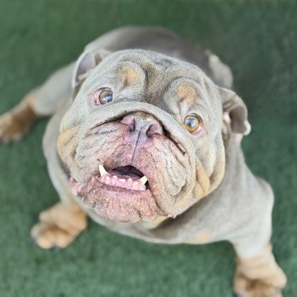 Prince (By Application Only), Adoptable, Adult Male English Bulldog.