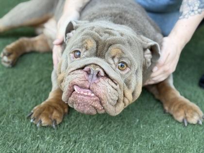 Enlarge Prince (By Application Only), a Adoptable mixed breed in Sacramento, CA image 2/3