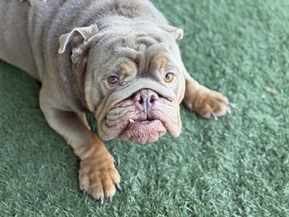 Enlarge Prince (By Application Only), a Adoptable mixed breed in Sacramento, CA image 3/3