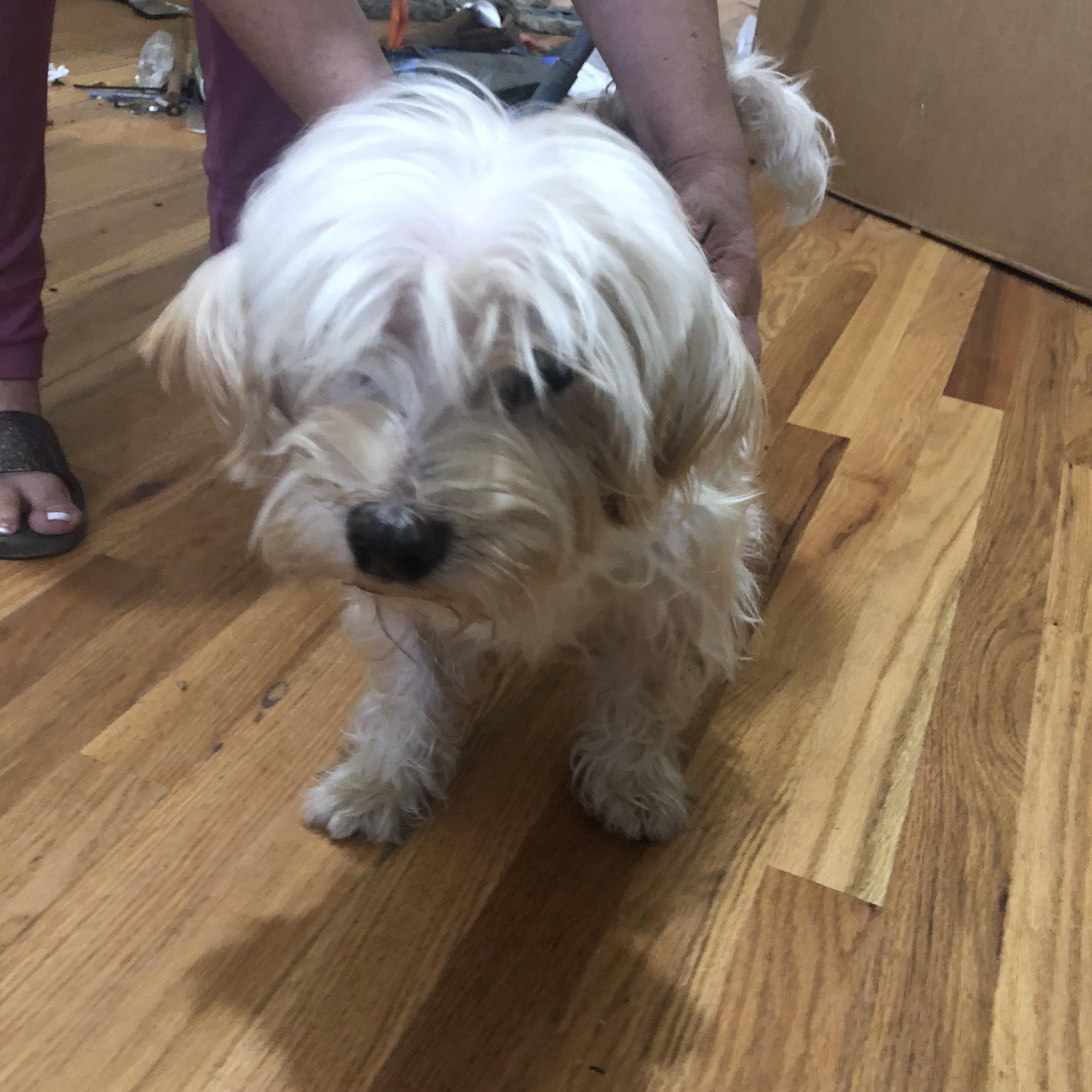 Enlarge Toby, a Adoptable mixed breed in Tulsa, OK image 1/1