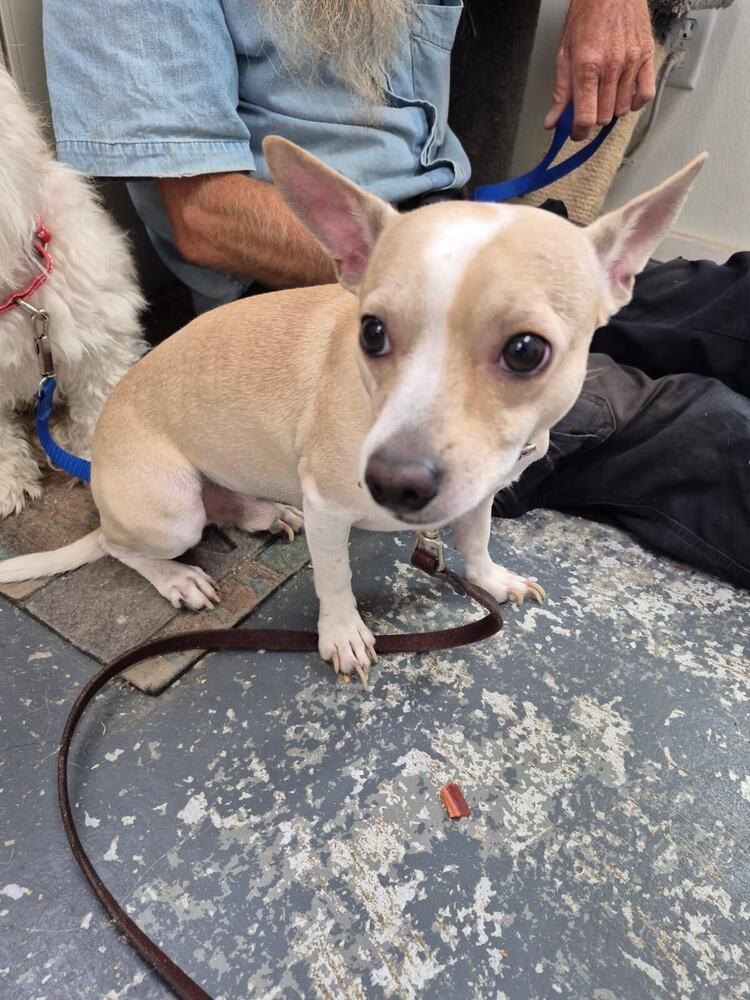 Enlarge Louie, a Adoptable Manchester Terrier in Linton, IN image 1/1