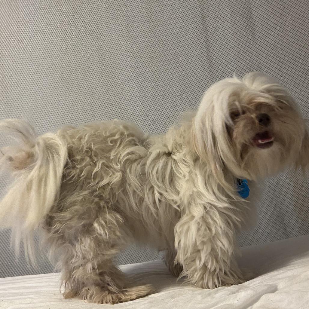 Posie — thumbnail 4