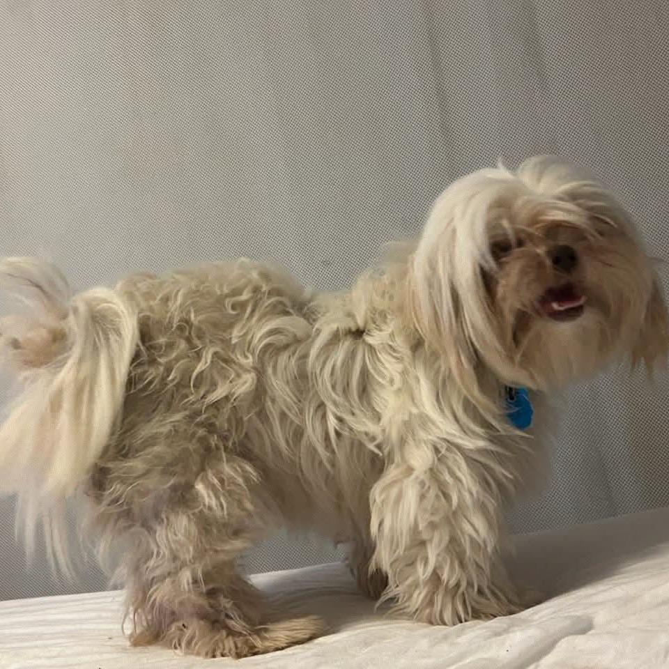 Posie — thumbnail 5