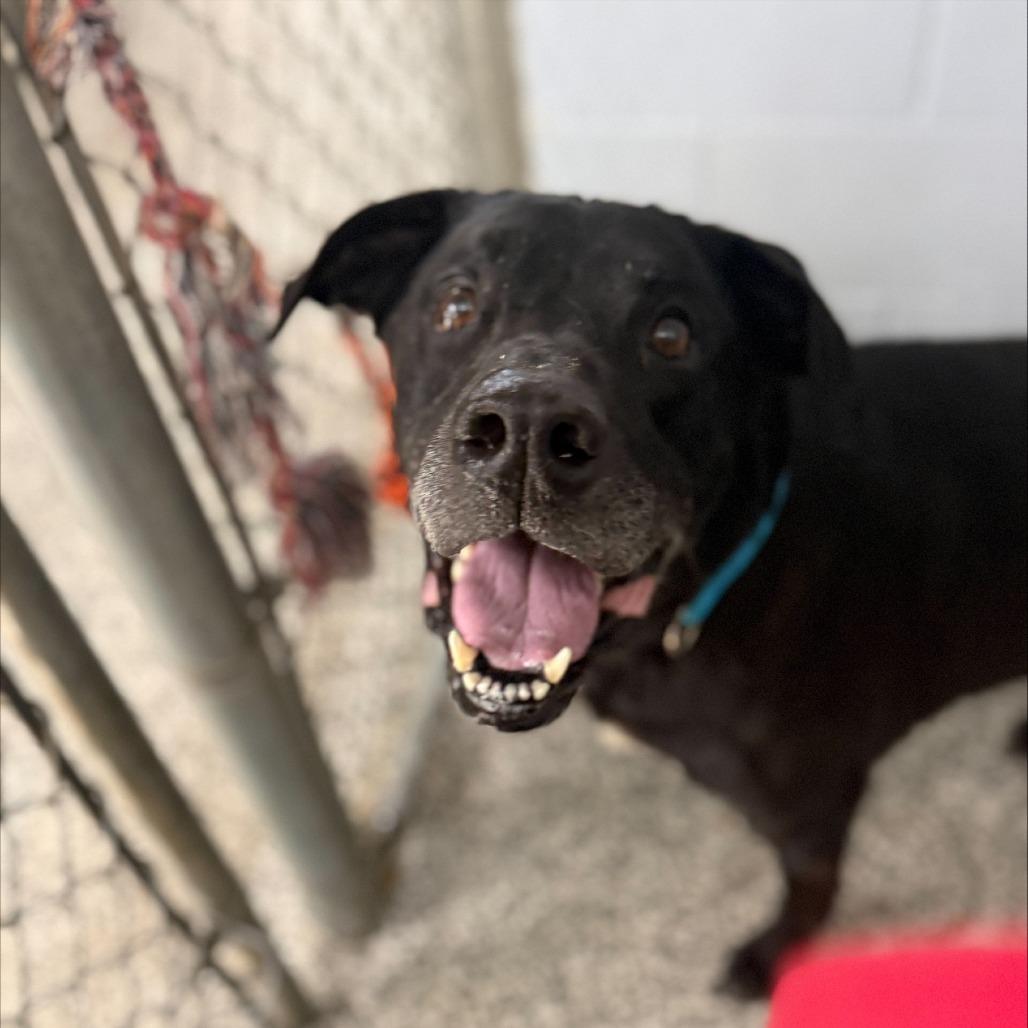 Jasper, a Adoptable Black Labrador Retriever in Collinsville , OK image 1/4