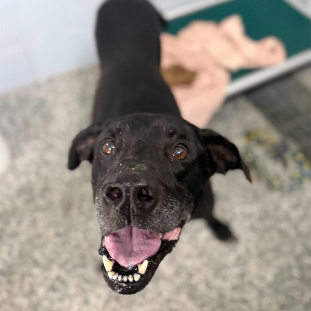 Jasper, a Adoptable Black Labrador Retriever in Collinsville , OK image 2/4