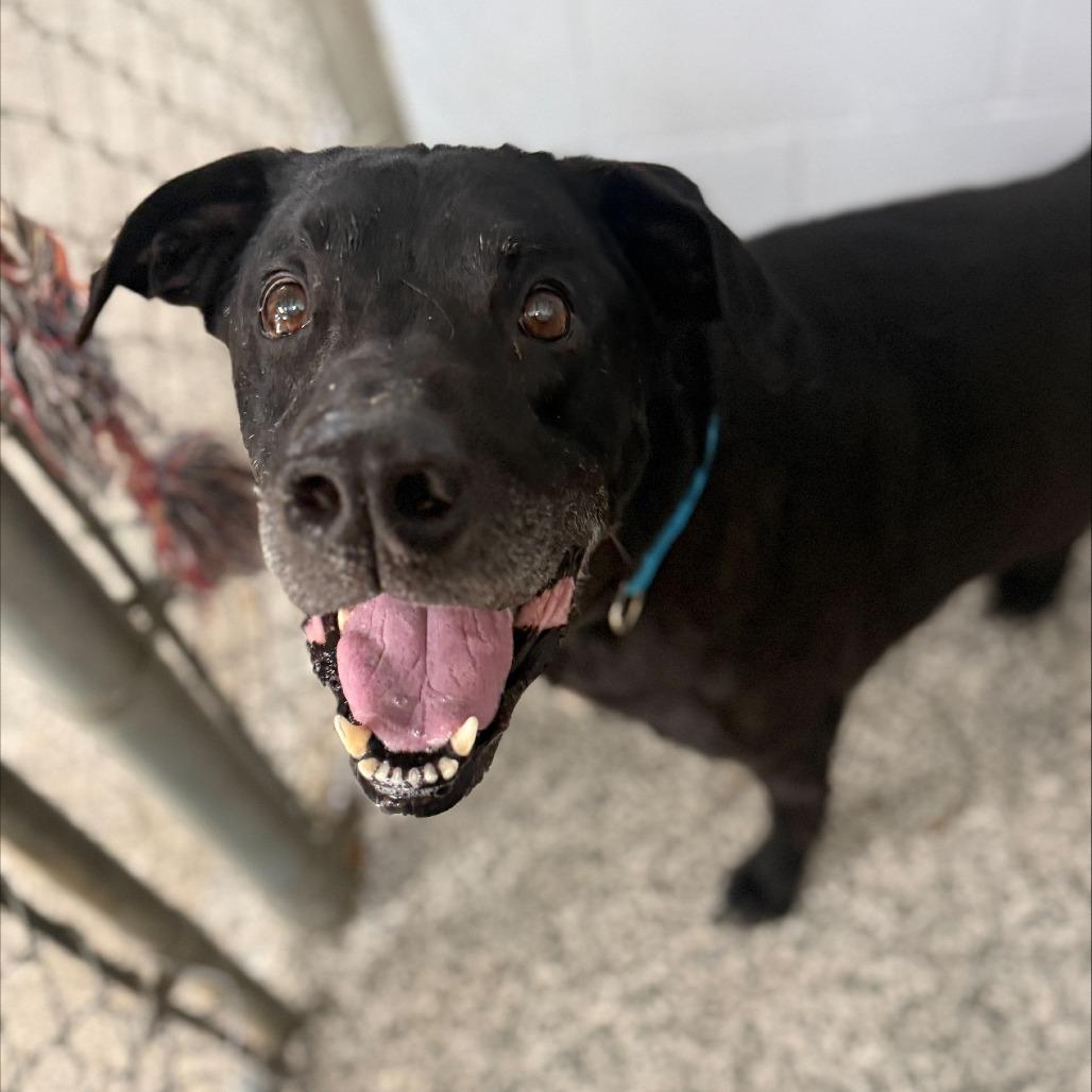Jasper, a Adoptable Black Labrador Retriever in Collinsville , OK image 4/4
