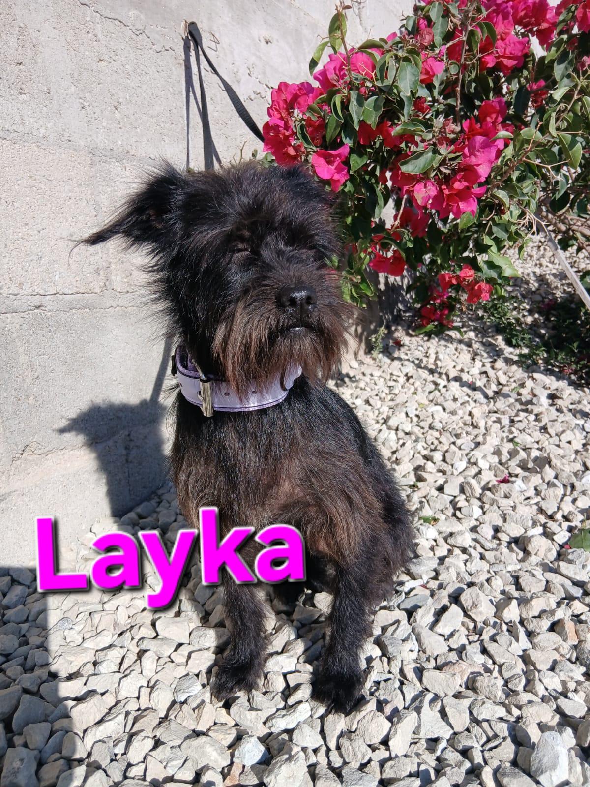 Enlarge Layca, a ADOPTABLE mixed breed in Los Angeles, CA image 1/4
