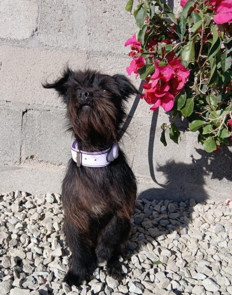 Enlarge Layca, a ADOPTABLE mixed breed in Los Angeles, CA image 4/4