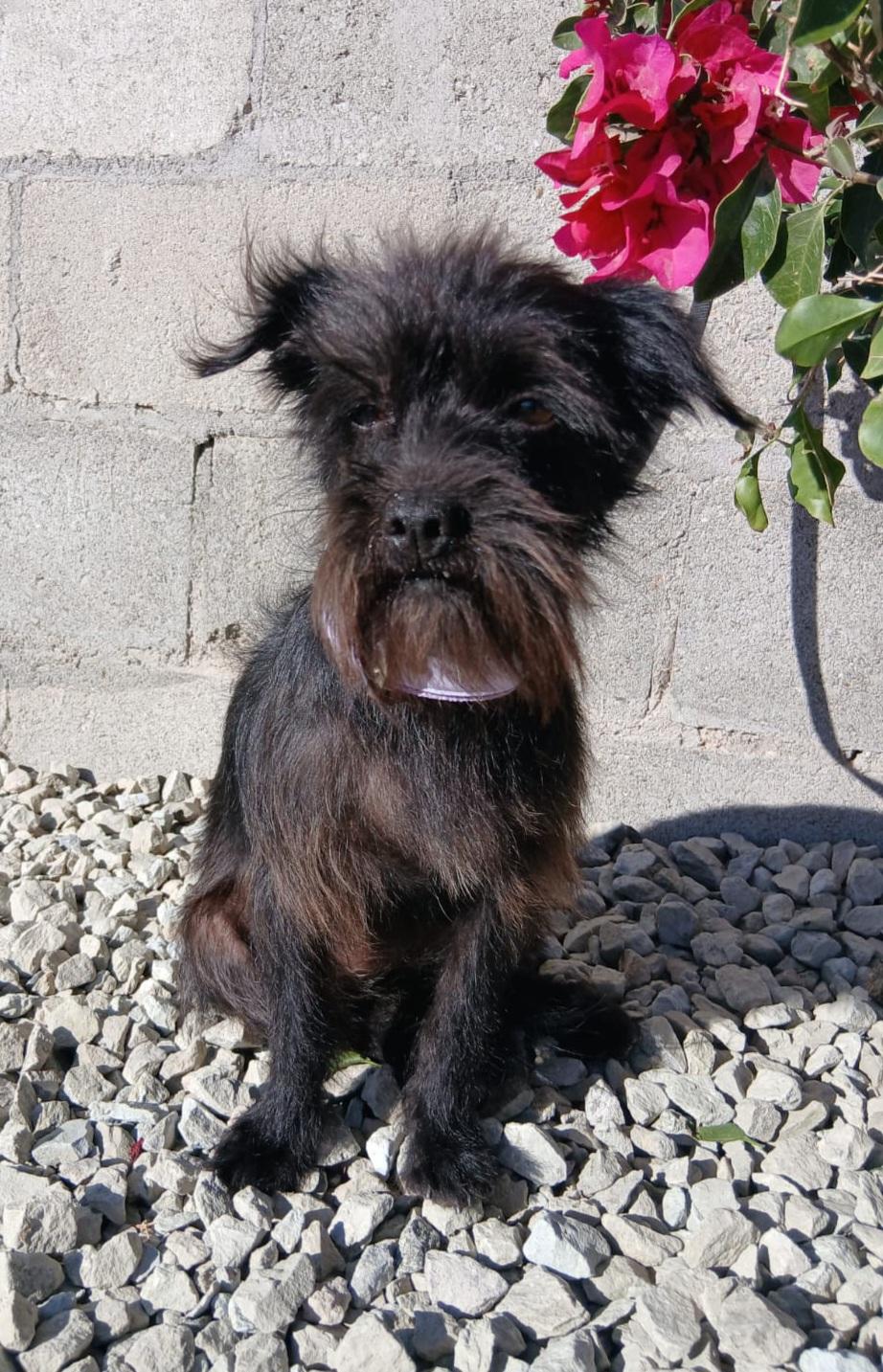 Enlarge Layca, a ADOPTABLE mixed breed in Los Angeles, CA image 2/4