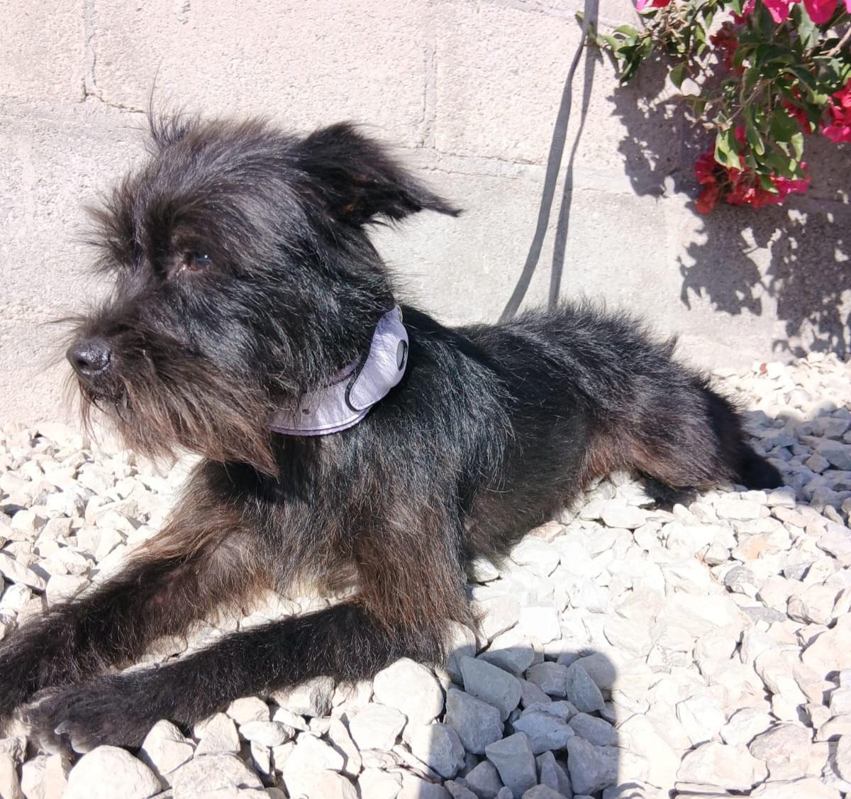 Enlarge Layca, a ADOPTABLE mixed breed in Los Angeles, CA image 3/4